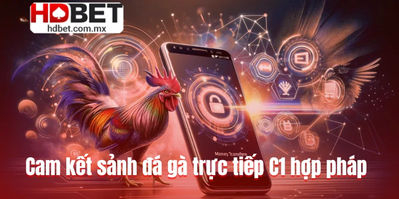 Cam kết sảnh đá gà trực tiếp C1 hợp pháp