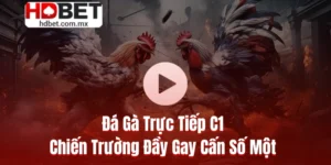 Đá Gà Trực Tiếp C1 💥 Chiến Trường Đầy Gay Cấn Số Một