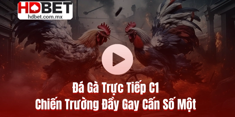 Đá Gà Trực Tiếp C1 💥 Chiến Trường Đầy Gay Cấn Số Một