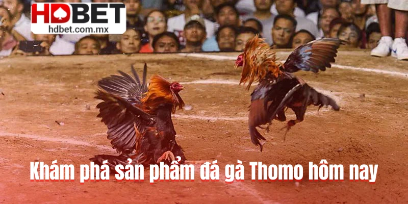 Khám phá sản phẩm đá gà Thomo hôm nay