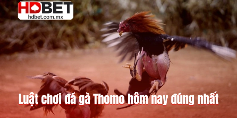 Luật chơi đá gà Thomo hôm nay đúng nhất
