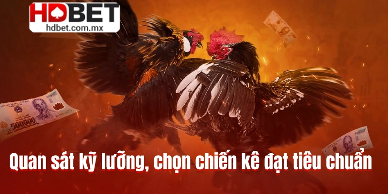 Quan sát kỹ lưỡng, chọn chiến kê đạt tiêu chuẩn