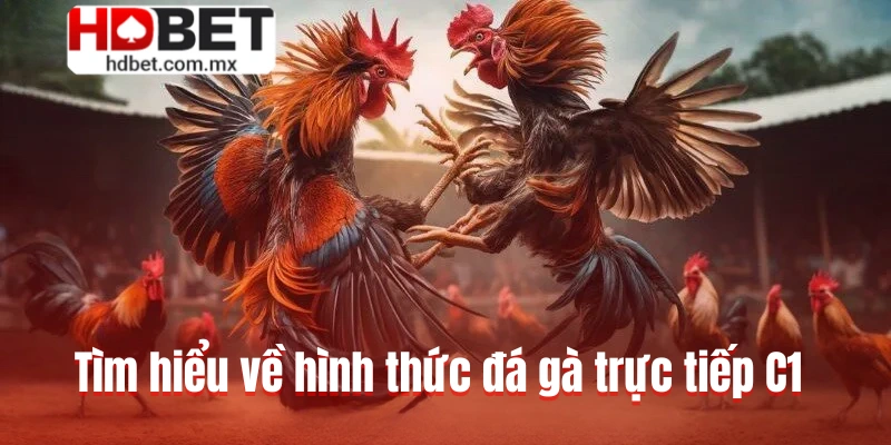 Tìm hiểu về hình thức đá gà trực tiếp C1